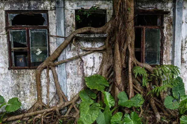 Vines and plants take over old structures on Lantau Island, Hong Kong.