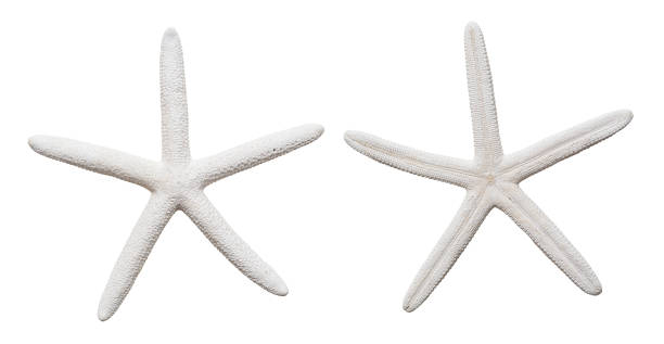 stelle marine isolate su sfondo bianco - starfish beach white shell foto e immagini stock