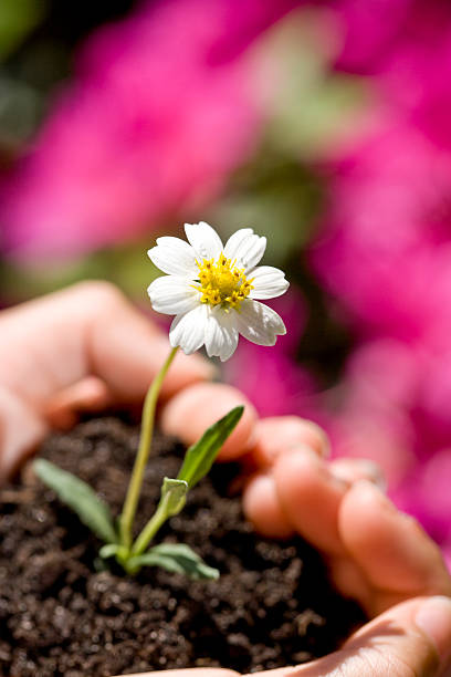 istock Small flower growing in soil inside child's cupped hands 104319044