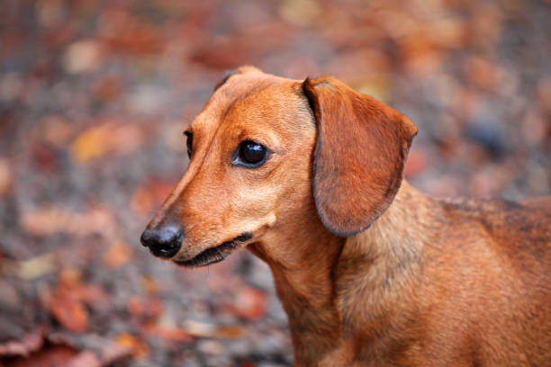istock Dachshund dog autumn garden 1043191244