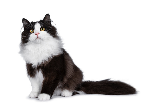 Mixed-breed cat lying against white background