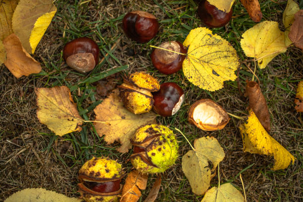 istock Chestnut foliage on the ground 1043191450