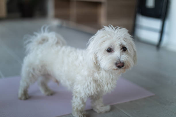 istock Maltese dog indoors 1043193806