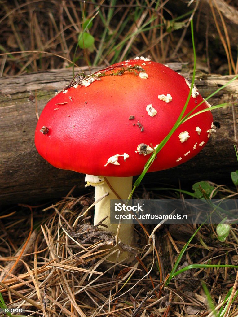 Amanita Muscaria Grzyb Grzyby - Zbiór zdjęć royalty-free (Amanita parcivolvata)