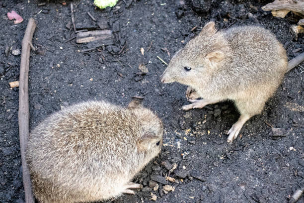 dois potorous narigudo no zoológico - potoroo - fotografias e filmes do acervo