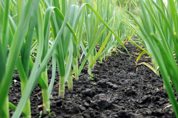 istock organically cultivated garlic plantation 1043207090