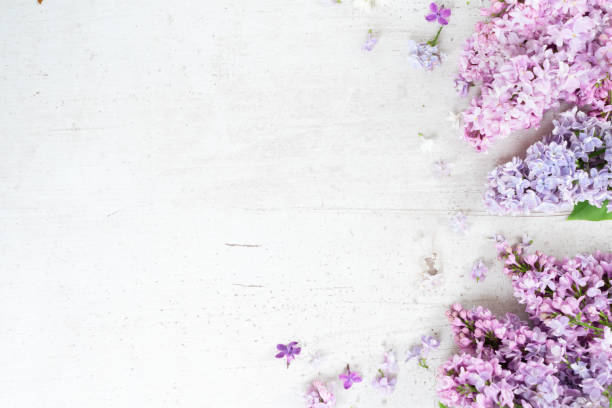 istock Fresh lilac flowers 1043207506