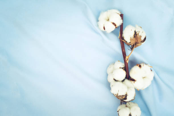 istock Raw cotton buds on cotton texture 1043207570