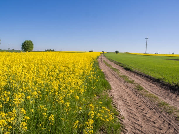 istock Field of rapeseed 1043212032