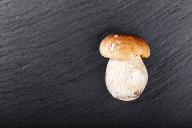 Fresh Boletus edulis (penny bun, porcini, king bolete or cep) isolated on white background. Close up.