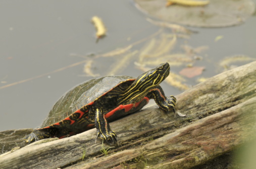 Painted Turtle climbing onto a log.