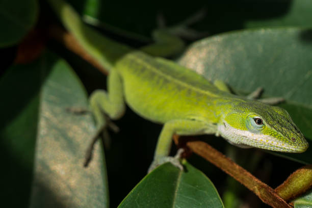 istock Carolina Anole lizard in rhododendron 1043213200