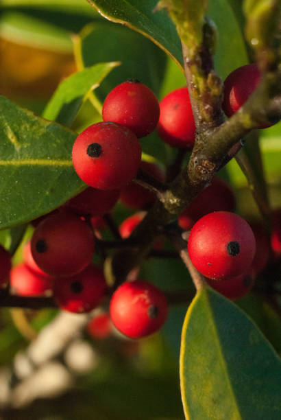 istock Red berry shrub in sunlight 1043213248