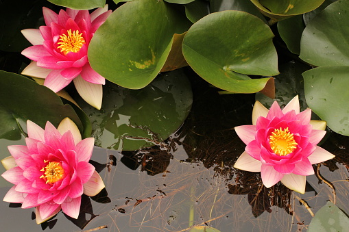 flowering waterlily plants closeup in the pond in summer