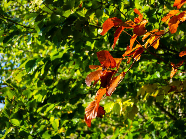 istock Change of Season Leaves 1043218114