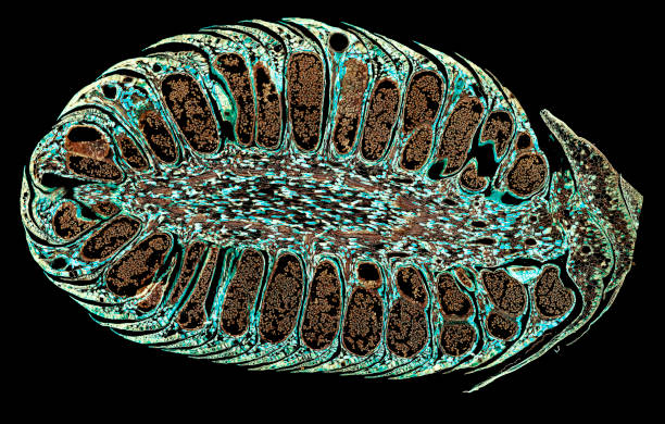istock pine male cone - cross section cut under the microscope 1043218476