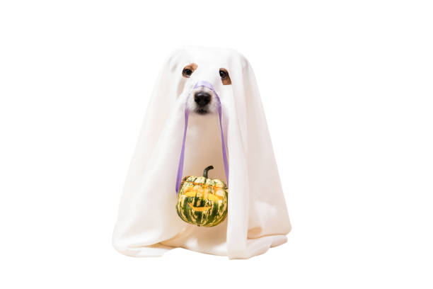 Dog under blanket as funny Halloween ghost holding Jack o'lantern carved pumpkin