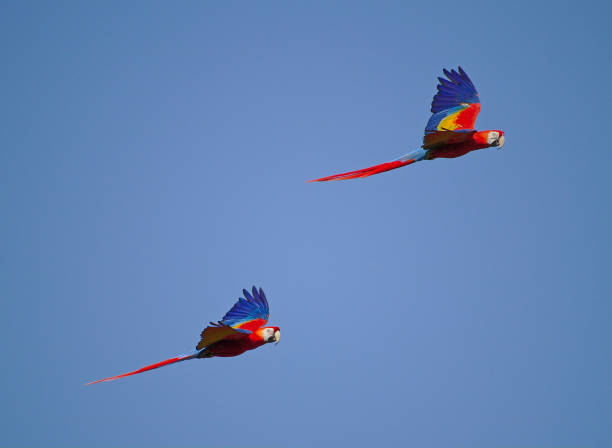 Two scarlet macaws flying side by side with blue sky in the background stock photo