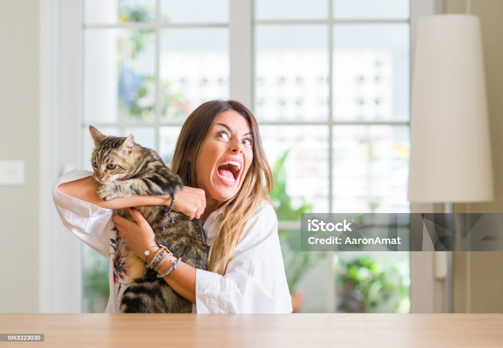 Young woman at home playing with her cat annoyed and frustrated shouting with anger, crazy and yelling with raised hand, anger concept Domestic Cat Stock Photo