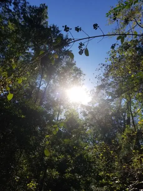 The sun peeking through some tall trees.