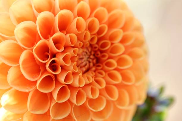 istock Daliah's of Oregon 1043228186