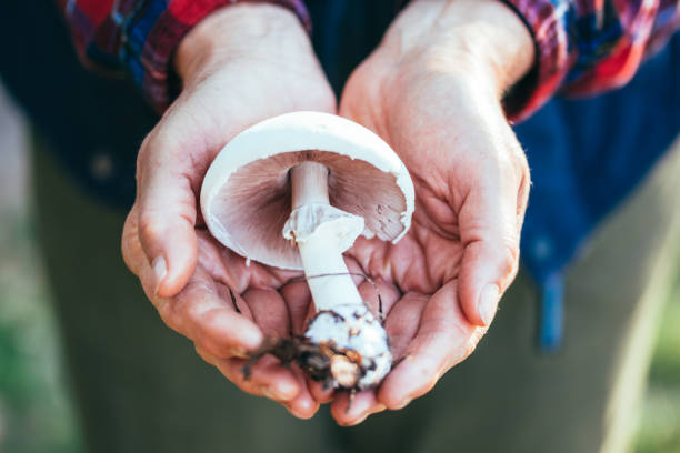 한 줌에 창백한 버섯입니다. 버섯의가 수확 - 독우산광대버섯 이미지 뉴스 사진 이미지