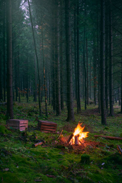 istock Fur tree in forest autumn and fireplace 1043231488