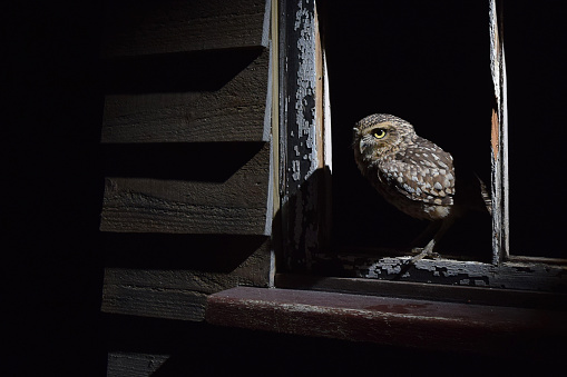 Burrowing Owl

Please view my portfolio for other wildlife photos.