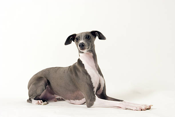 greyhound italiano deitando - sight hound imagens e fotografias de stock
