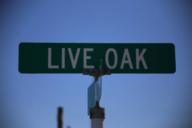 istock Live Oak Street Sign 1043240834
