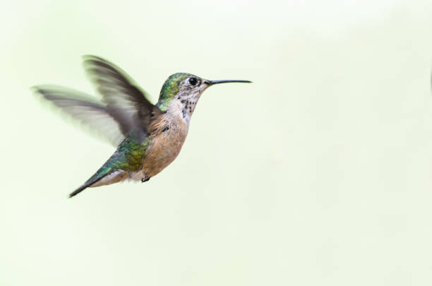 istock Adorable Little Rufous Hummingbird Hovering in Flight Deep in the Forest 1043244850