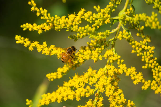 istock Honeybee on Goldenrod Flowers 1043248366