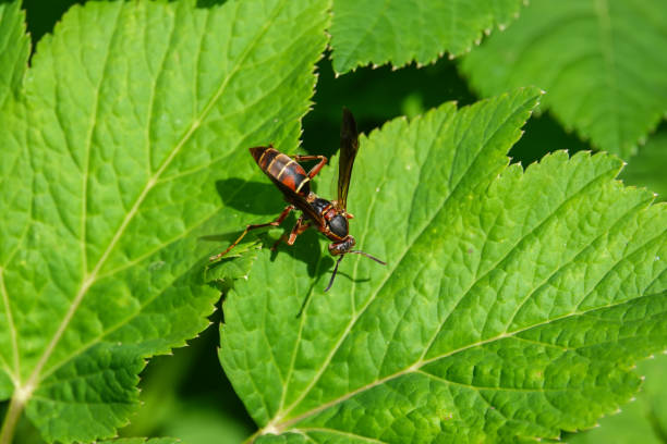 Northern paper wasp (Polistes fuscatus) on ground elder (Aegopodium podagraria) leaves in summer.