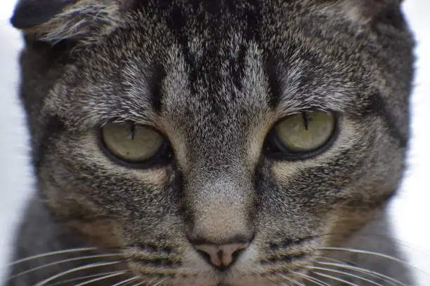 Adorable female cat looking directly at camera