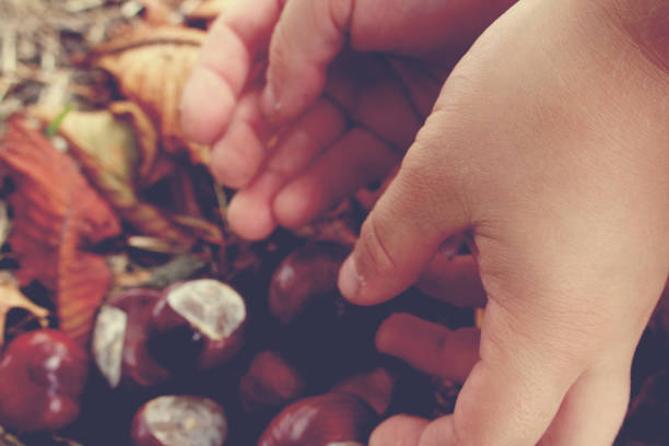 autumn chestnuts in the hands of a child