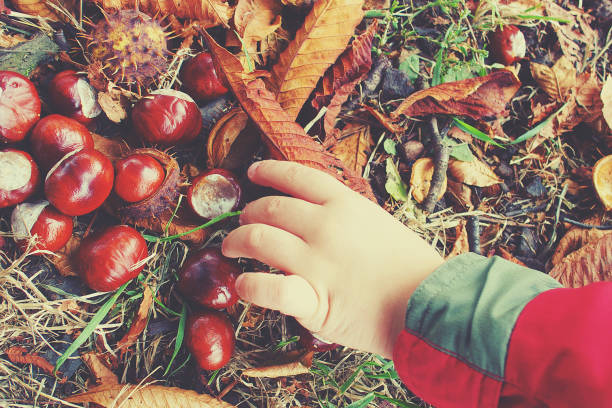 autumn chestnuts in the hands of a child