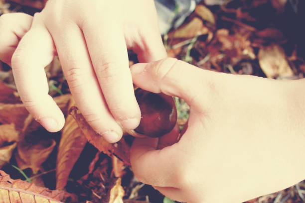 autumn chestnuts in the hands of a child