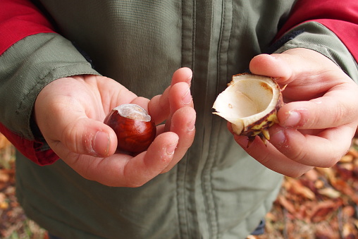 autumn chestnuts in the hands of a child