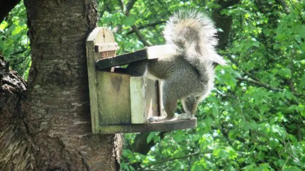 Rather large bottomed Grey Squirrel reaching for that elusive nut in the bottom of the feeder