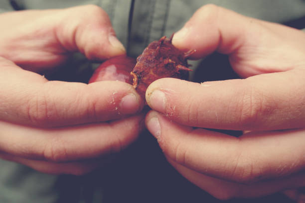 autumn chestnuts in the hands of a child