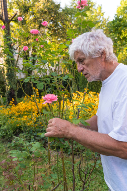 istock Senior men in the garden cutting rose 1043261228