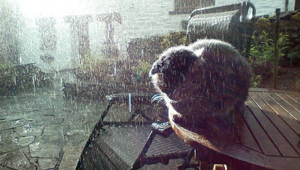 Cat in the summer rain outside Cornish country cottage