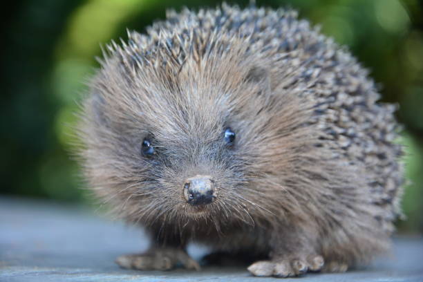 istock Hedgehog from the front on wood in front of  nature 1043262388