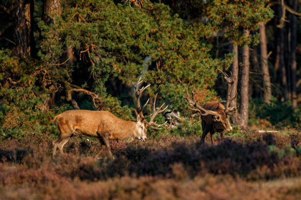 istock Red deer stag in the Netherlands 1043262894