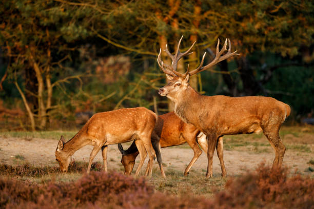 istock Red deer stag in the Netherlands 1043265104