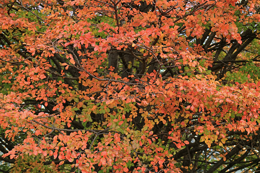 Bright orange red color fall foliage in the Los Glaciares National Park, Santa Cruz Province, Patagonia, Argentina