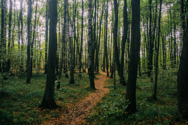 istock track in the autumn wood 1043266192