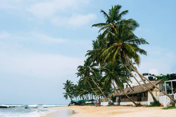 istock View of nice tropical beach with some palms Mirisa 1043266746