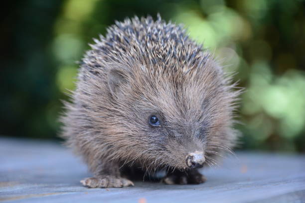 istock Hedgehog sits  on wood in green nature 1043269842