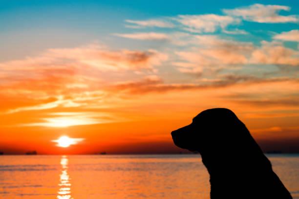 hund und sonnenuntergang - photography nature animals and pets beach stock-fotos und bilder